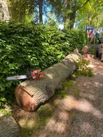 Bomen zagen bomen opruimen, Ophalen of Verzenden, Volle zon, Overige soorten