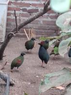 Roul roul kwartels, Dieren en Toebehoren, Vrouwelijk