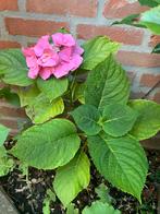 Mooi plant voor buiten, Ophalen, Zomer, Volle zon