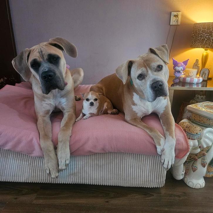 Honden oppas, Dieren en Toebehoren, Hondenmanden, Ophalen of Verzenden