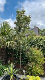 Perenboom Doyenne du Comice laagstam, Overige soorten, 100 tot 250 cm, Zomer, Ophalen