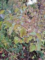 Flinke stekken Vuilboom, Tuin en Terras, Ophalen, Overige soorten, Minder dan 100 cm