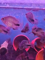 Jonge vieja cichliden ongeveer 5 cm, Dieren en Toebehoren, Vissen | Aquariumvissen, Vis