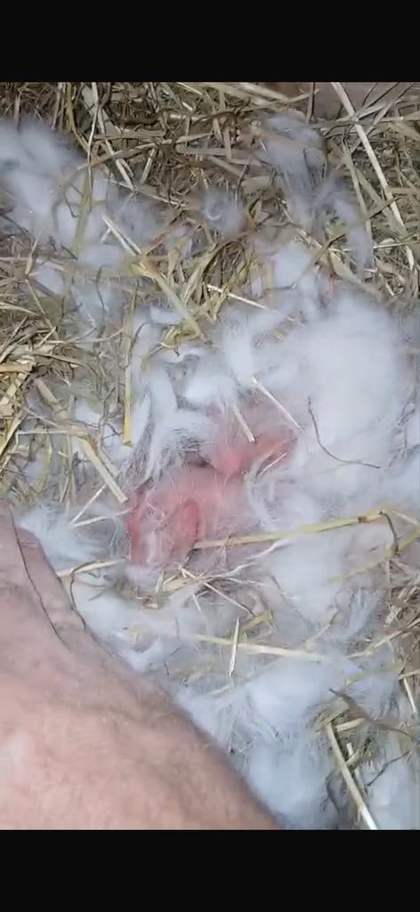 Duitse reuzen, Dieren en Toebehoren, Konijnen, Groot, Geslacht onbekend, 0 tot 2 jaar