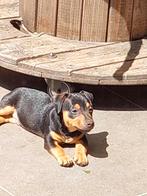 pup Jack Russel reu black/tan, Jack Russell Terriër, CDV (hondenziekte), 8 tot 15 weken, Meerdere