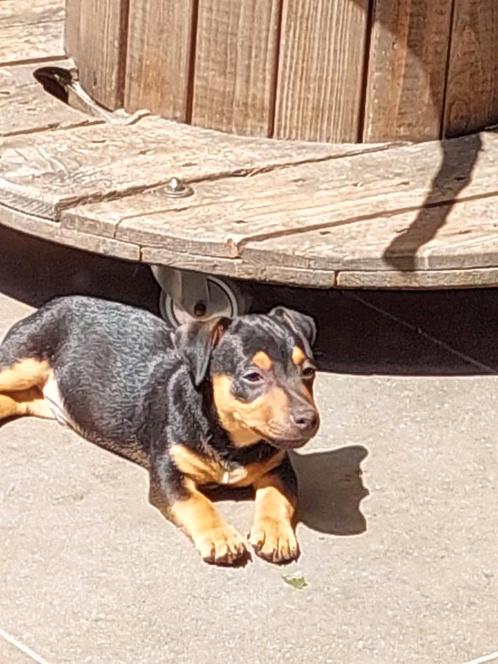 pup Jack Russel reu black/tan, Dieren en Toebehoren, Honden | Jack Russells en Terriërs, Meerdere dieren, Jack Russell Terriër