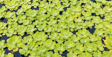 Pistia stratioses - drijfplantjes aquarium - mosselplantje beschikbaar voor biedingen