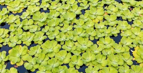 Pistia stratioses - drijfplantjes aquarium - mosselplantje, Dieren en Toebehoren, Vissen | Aquaria en Toebehoren, Nieuw, Plant(en), Steen of Hout