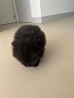 Pomriaan pup (reutje), Dieren en Toebehoren, Reu, 8 tot 15 weken, Eén hond, Klein