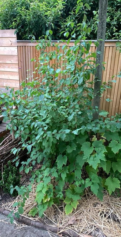 Biologische kornoelje, meidoorn en viburnum, Tuin en Terras, Planten | Bomen, Overige soorten, Minder dan 100 cm, Volle zon, In pot