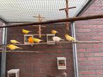 Gele kanaries, Dieren en Toebehoren, Vogels | Kanaries, Meerdere dieren, Kleurkanarie
