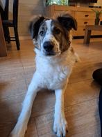 Ziggy herplaatser, 15 weken tot 1 jaar, Reu, Parvo, Eén hond