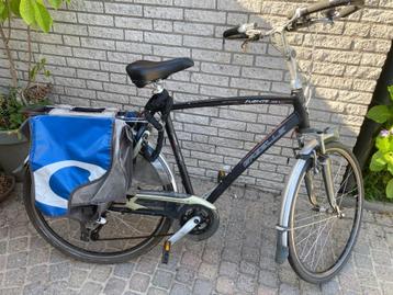 Gazelle Fuente  beschikbaar voor biedingen