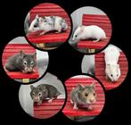 Prachtige, handtamme goudhamsters, Dieren en Toebehoren, Knaagdieren, Hamster, Juni, Meerdere dieren, Tam