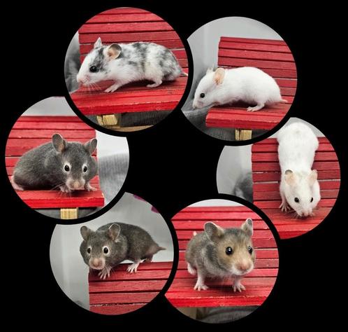 Prachtige, handtamme goudhamsters, Dieren en Toebehoren, Knaagdieren, Meerdere dieren, Hamster, Juni, Tam