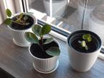 Kamerplant, Huis en Inrichting, Ophalen of Verzenden, Overige soorten, Minder dan 100 cm