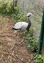 Jufferkraanvogel 2025, Dieren en Toebehoren, Pluimvee, Geslacht onbekend, Overige soorten