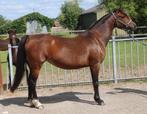 Super lieve en fijne Welsh Merrie, Merrie, 3 tot 6 jaar, C pony (1.27m tot 1.37m), Onbeleerd