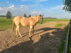 3 prachtige champagne Quarter Hoses, Dieren en Toebehoren, Paarden, Merrie, Recreatiepaard