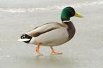 Wilde eend woerd volwassen om op te zetten. Taxidermie, Ophalen of Verzenden, Nieuw, Vogel, Overige typen