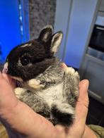 Konijnen te koop, Dieren en Toebehoren, Konijnen, Meerdere dieren, Klein, 0 tot 2 jaar