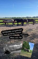 Opfok jaarling merrie, Dieren en Toebehoren, Stalling en Weidegang, Opfok, 1 paard of pony