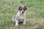 Knappe vrolijke Welsh Corgi Cardigan pups, Nederland, Overige rassen, CDV (hondenziekte), 8 tot 15 weken