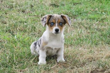 Knappe vrolijke Welsh Corgi Cardigan pups beschikbaar voor biedingen