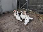 Muskuseendjes, Dieren en Toebehoren, Pluimvee, Geslacht onbekend, Eend