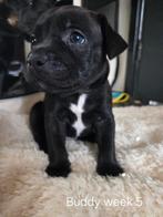 Engelse stafford x franse bulldog/ jack russel pup, Overige rassen, 8 tot 15 weken, Meerdere, Meerdere dieren