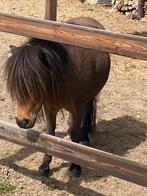 5 jarige knappe shetlander merriestamboek, Merrie, Niet van toepassing, A pony (tot 1.17m), 3 tot 6 jaar