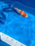Koi, Dieren en Toebehoren, Karper of Koi