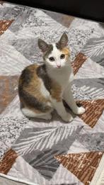 Kitten 8 weken oud, Dieren en Toebehoren, Poes