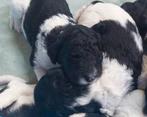 Stoere poedel pups, Dieren en Toebehoren, Overige rassen, 8 tot 15 weken, Meerdere, Meerdere dieren