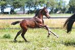 Jaarling merrie van Ozzy TN, Merrie, Gechipt, Niet van toepassing, Dressuurpaard
