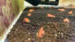 Cpo dwergkreeft, Dieren en Toebehoren, Vissen | Aquariumvissen, Kreeft, Krab of Garnaal