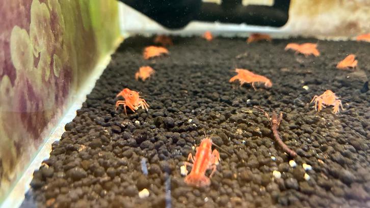 Cpo dwergkreeft, Dieren en Toebehoren, Vissen | Aquariumvissen, Kreeft, Krab of Garnaal