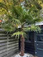 2 x winter hardende palboom chineese waaier palm, 100 tot 250 cm, Zomer, Palmboom, Ophalen