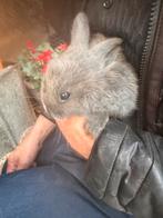 Baby konijntje, Dieren en Toebehoren, Konijnen, Vrouwelijk, 0 tot 2 jaar