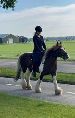 Lieve bomproof tinker te koop!, Dieren en Toebehoren, Paarden, Ruin, Zadelmak, Minder dan 160 cm, Recreatiepaard