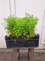 Mooie Calamintha nepeta 'Nepeta' (Bergsteentijm) in pot!, Ophalen, Zomer, Overige soorten, Volle zon