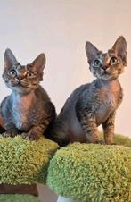 Devon Rex kittens beschikbaar 1550E, Dieren en Toebehoren, Kater, Gechipt, 0 tot 2 jaar