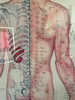 Grote ingelijste acupunctuur poster 51 x 106, Ophalen, Rechthoekig Staand, Met lijst, Zo goed als nieuw