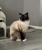 2 Broers Ragdoll Katers, Kater, 3 tot 5 jaar