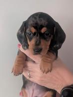 Teckel pup zoekt huisje., Dieren en Toebehoren, Honden | Teckels en Dashonden, Rabiës (hondsdolheid), 8 tot 15 weken, Korthaar