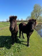 Aangeboden 24/7 buitenplaats voor IJslander, Dieren en Toebehoren, Stalling en Weidegang, 2 of 3 paarden of pony's, Weidegang