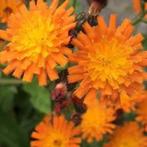 Tuinplanten Vaste planten Hieracium, Havikskruid, Tuin en Terras, Planten | Tuinplanten, Vaste plant, Halfschaduw, Zomer, Ophalen