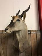 Halspreparaat van een Elandantilope, Ophalen, Zo goed als nieuw, Wild dier, Opgezet dier