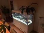 Cristallo Aquarium 175x70x70 compleet, Dieren en Toebehoren, Vissen | Aquaria en Toebehoren, Ophalen, Gebruikt, Gevuld zoetwateraquarium