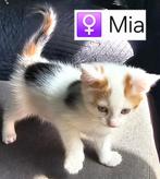 Halve Maine Coon kittens, super lieve pluizeballen, Dieren en Toebehoren, Meerdere dieren, Ontwormd, 0 tot 2 jaar